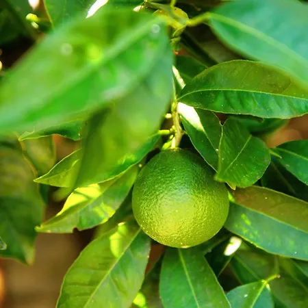 Lumina - Secluded Garden Retreat - View 토르노