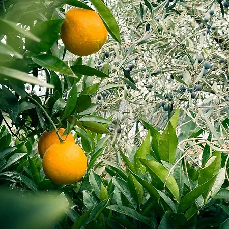 빌라 Lumina - Secluded Garden Retreat - View