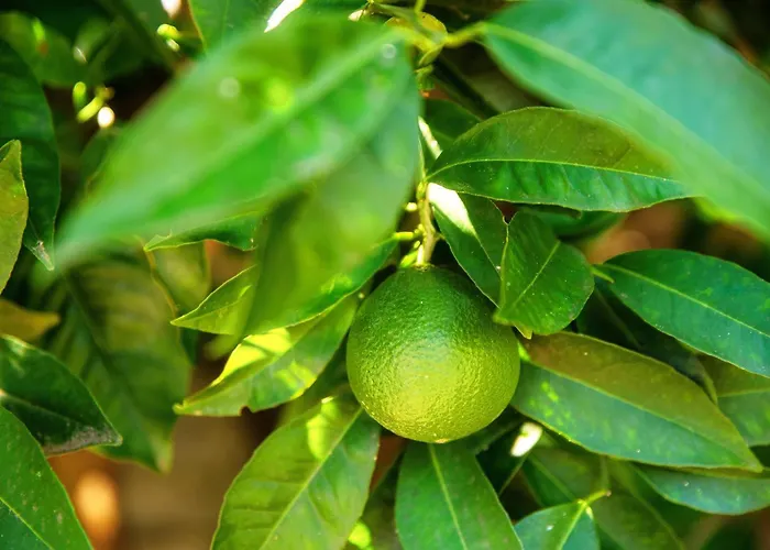 Lumina - Secluded Garden Retreat - View Torno